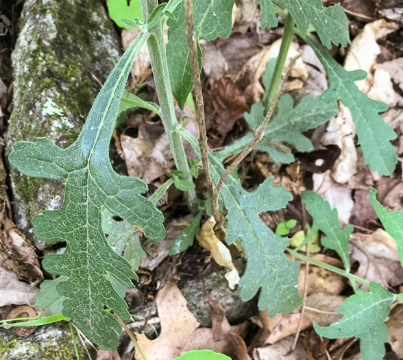 image of Aureolaria virginica, Downy False Foxglove, Downy Oak-leach, Virginia Oak-leach, Downy Yellow False Foxglove