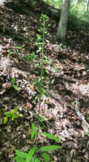 image of Borodinia canadensis, Canada Rockcress, Sicklepod