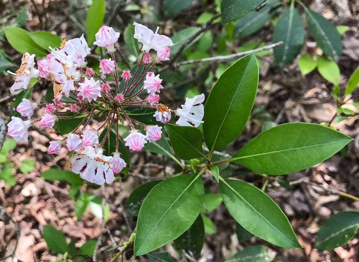 image of Kalmia latifolia, Mountain Laurel, Ivy, Calico-bush, Mountain Ivy