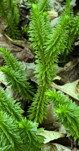 image of Huperzia lucidula, Shining Clubmoss, Shining Firmoss