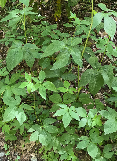 image of Cryptotaenia canadensis, Honewort