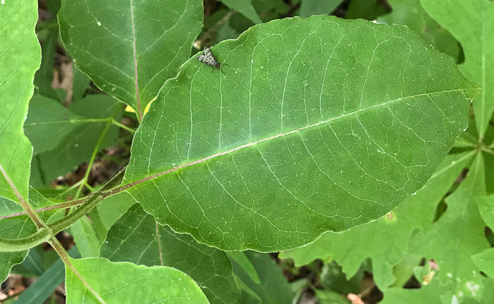 image of Asclepias variegata, White Milkweed, Redring Milkweed, Variegated Milkweed