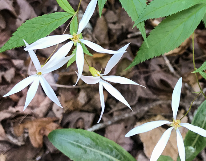 image of Gillenia trifoliata, Bowman's Root, Mountain Indian Physic, Fawn's Breath