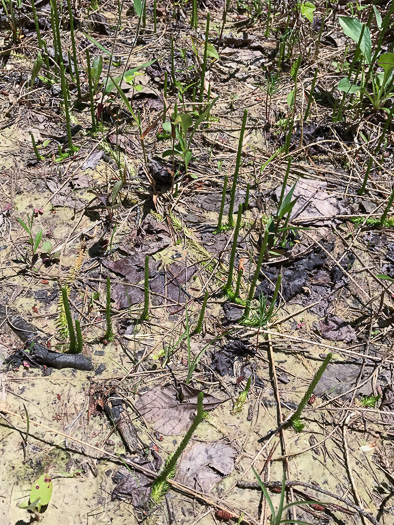 image of Lycopodiella appressa, Southern Bog-clubmoss