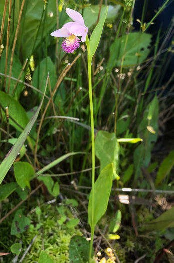 image of Pogonia ophioglossoides, Rose Pogonia, Snakemouth Orchid, Beardflower, Addermouth