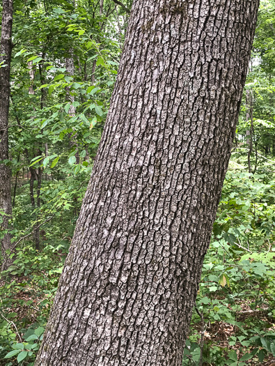 image of Quercus alba, White Oak