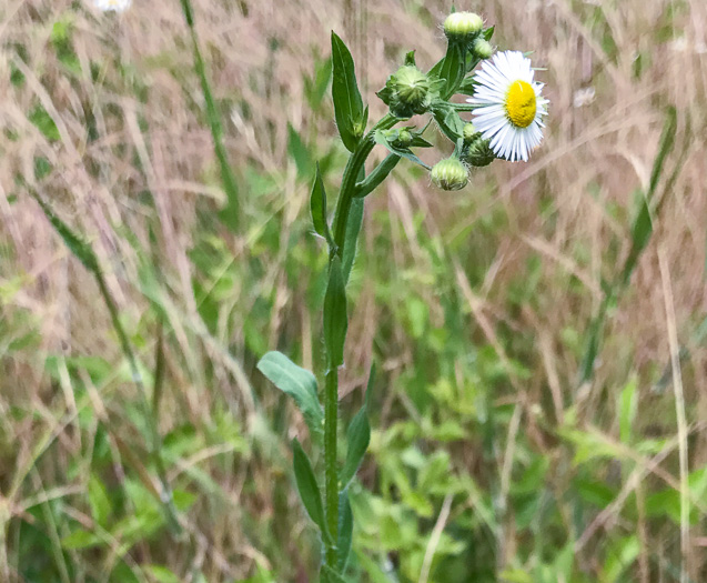 image of Erigeron annuus, Annual Fleabane