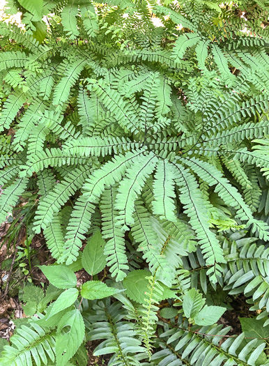 image of Adiantum pedatum, Northern Maidenhair Fern