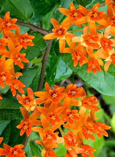 image of Asclepias tuberosa var. tuberosa, Butterfly Milkweed, Eastern Butterflyweed, Pleurisy Root, Wind Root