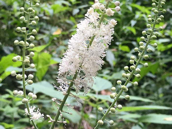 Common Black Cohosh