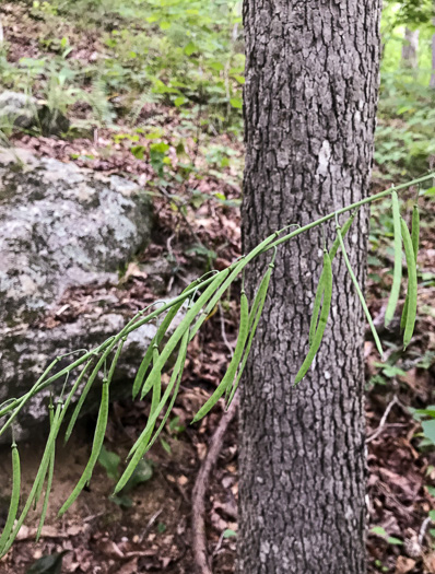 image of Borodinia canadensis, Canada Rockcress, Sicklepod