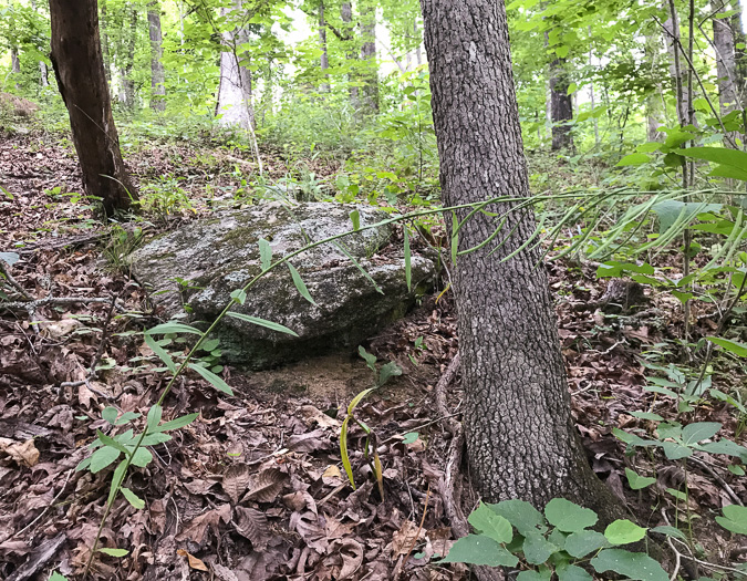 image of Borodinia canadensis, Canada Rockcress, Sicklepod