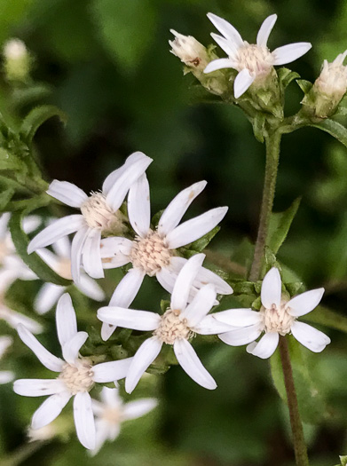 image of Sericocarpus caespitosus, Toothed Whitetop Aster