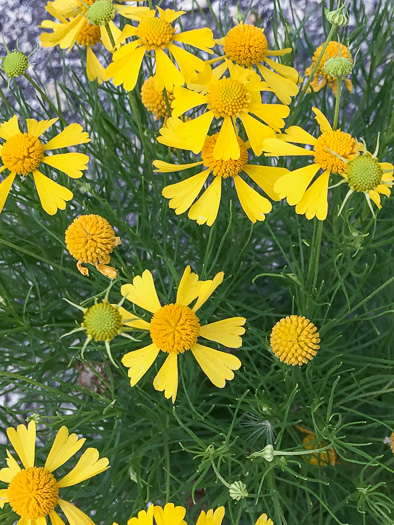 image of Helenium amarum, Bitterweed, Yellow Sneezeweed, Bitter Sneezeweed