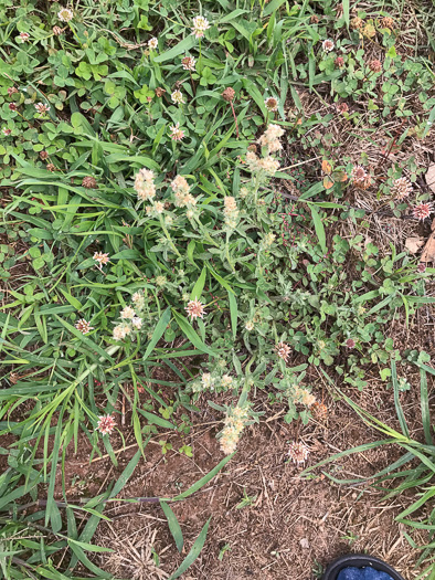 image of Gamochaeta calviceps, Narrowleaf Cudweed, Narrowleaf Purple Everlasting