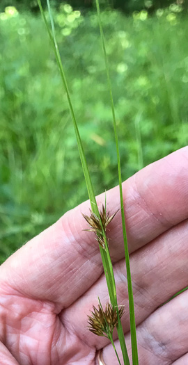 image of Rhynchospora glomerata, Clustered Beaksedge