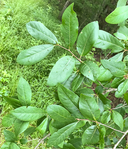 image of Nyssa biflora, Swamp Tupelo, Swamp Blackgum, Swamp Gum, Water Gum