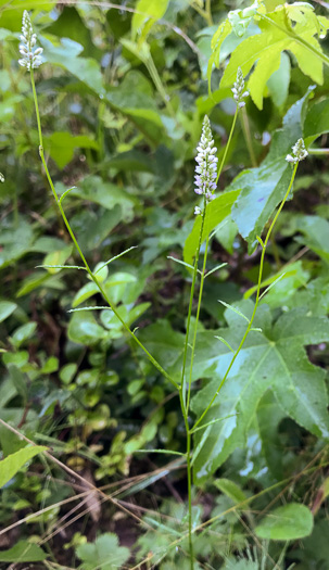 image of Polygala ambigua, Loose Milkwort, Alternate Milkwort, Whorled Milkwort