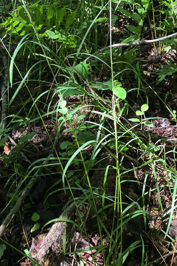 image of Glyceria striata var. striata, Fowl Mannagrass