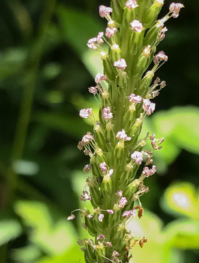 image of Plantago rugelii, American Plantain, Broad-leaved Plantain, Blackseed Plantain, Rugel’s Plantain