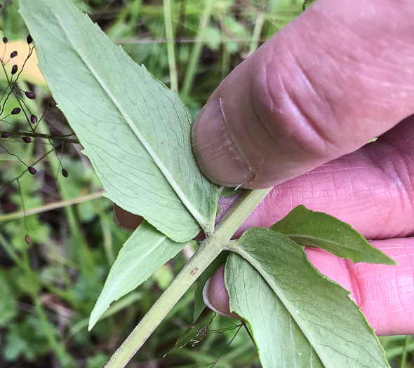 image of Pycnanthemum muticum var. 1, Short-toothed Mountain-mint, Downy Mountain-mint, Clustered Mountain-mint