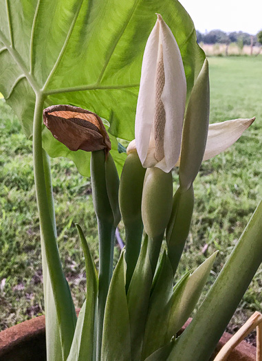 image of Colocasia gigantea, Giant Elephant's-ear, Indian Taro