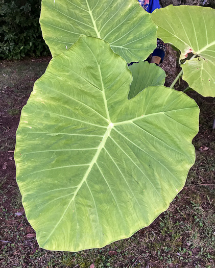 image of Colocasia gigantea, Giant Elephant's-ear, Indian Taro