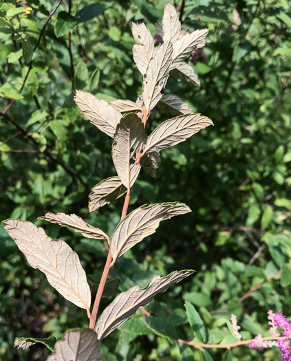 image of Spiraea tomentosa, Hardhack, Steeplebush, Rosy Meadowsweet