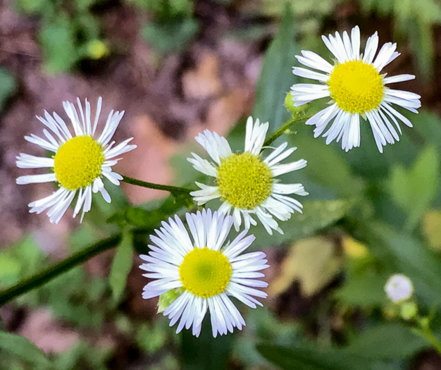 image of Erigeron annuus, Annual Fleabane