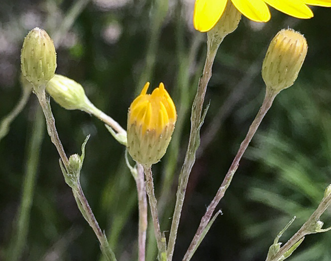 image of Pityopsis nervosa, Common Silkgrass, Grassleaf Goldenaster