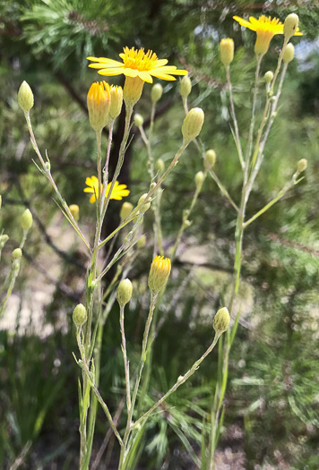 image of Pityopsis nervosa, Common Silkgrass, Grassleaf Goldenaster