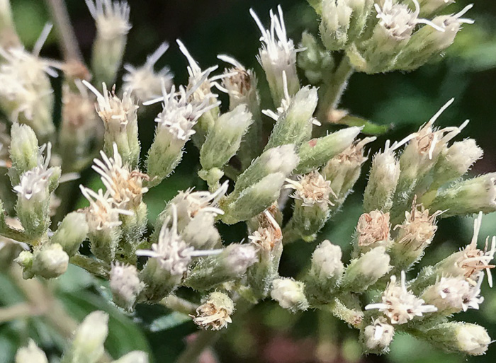 image of Eupatorium pilosum, Rough Boneset, Ragged Eupatorium