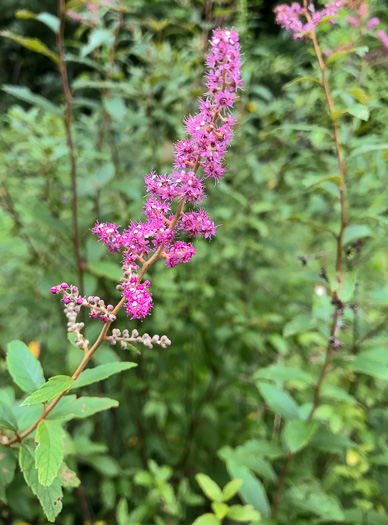 image of Spiraea tomentosa, Hardhack, Steeplebush, Rosy Meadowsweet