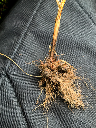 image of Cyperus lancastriensis, Many-flowered Flatsedge, Porter’s Flatsedge