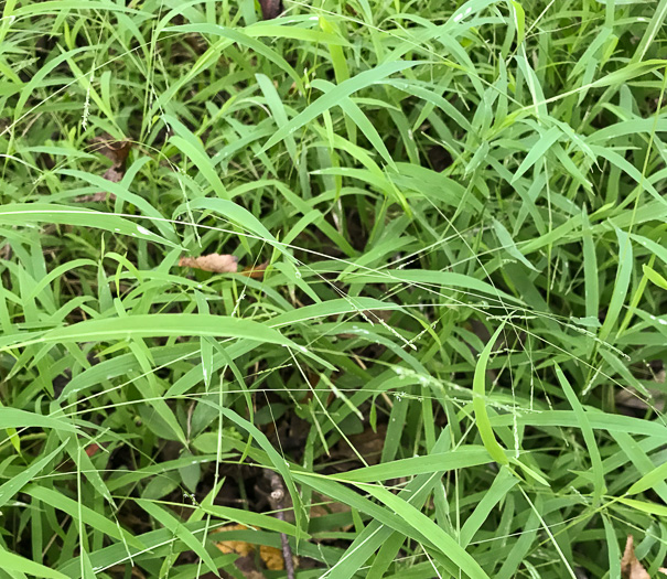 image of Leersia virginica, White Cutgrass, Whitegrass, Virginia Cutgrass