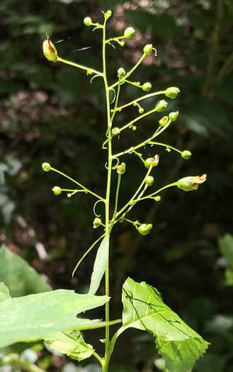 image of Scrophularia marilandica, Eastern Figwort, Carpenter's Square, Late Figwort