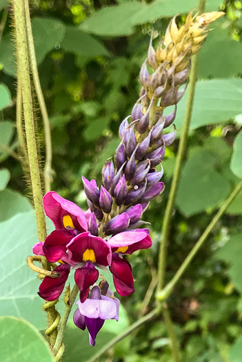 image of Pueraria montana var. lobata, Kudzu, Foot-a-Day