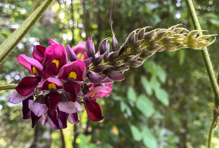 image of Pueraria montana var. lobata, Kudzu, Foot-a-Day