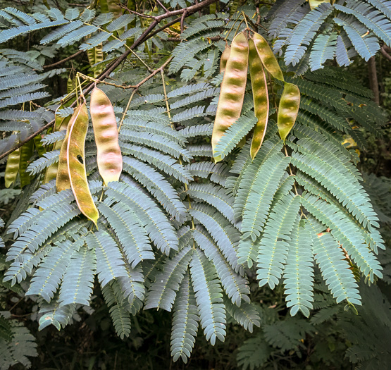 image of Albizia julibrissin, Mimosa, Silktree, Albizia