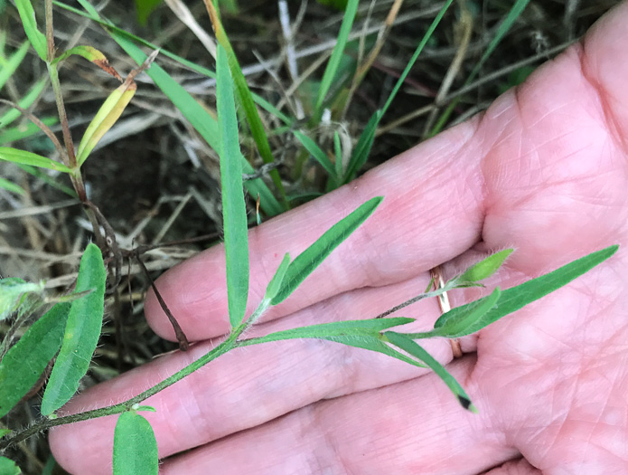 image of Crotalaria sagittalis, Arrowhead Rattlebox, Common Rattlebox