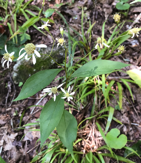 image of Doellingeria infirma, Appalachian Flat-topped White Aster, Cornel-leaf Aster, Cornel-leaf Whitetop Aster, Appalachian Whitetop Aster