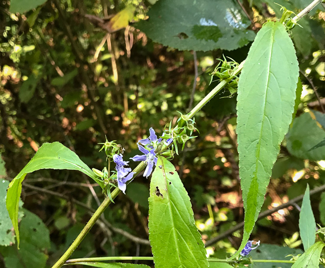 image of Campanulastrum americanum, Tall Bellflower