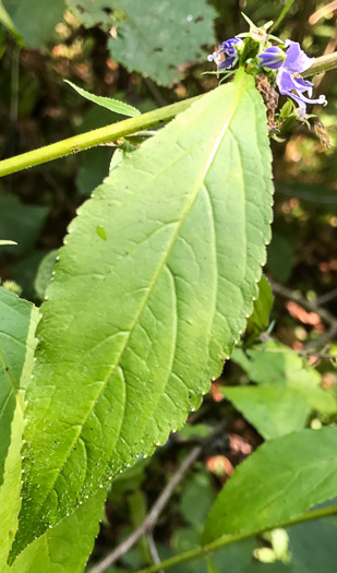 image of Campanulastrum americanum, Tall Bellflower