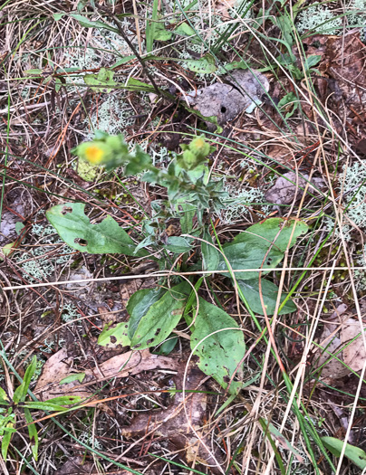 image of Chrysopsis mariana, Maryland Goldenaster