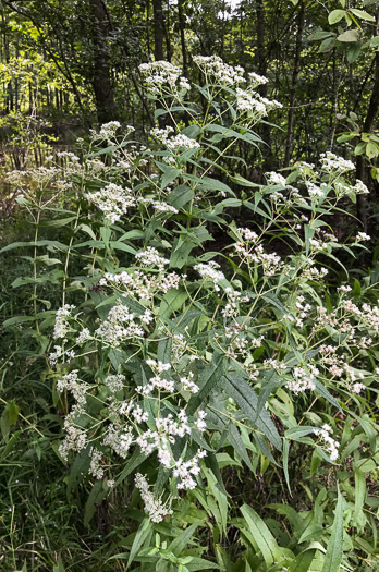 image of Eupatorium perfoliatum, Boneset