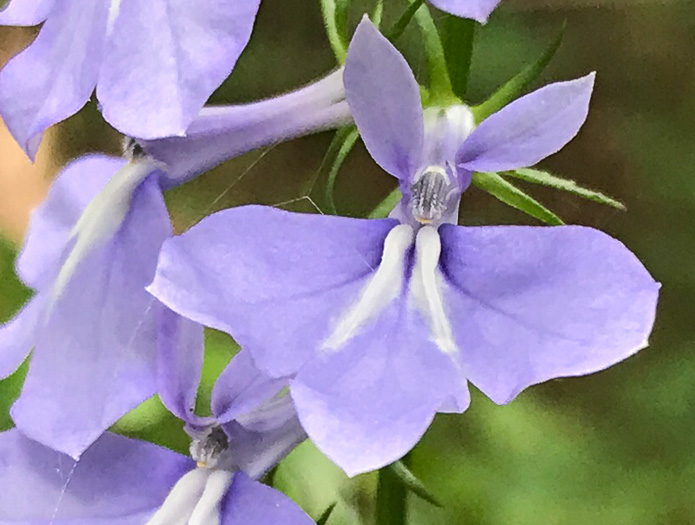 image of Lobelia amoena, Southern Lobelia