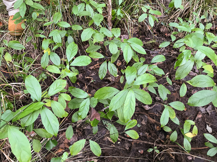 image of Itea virginica, Virginia Sweetspire, Virginia-willow