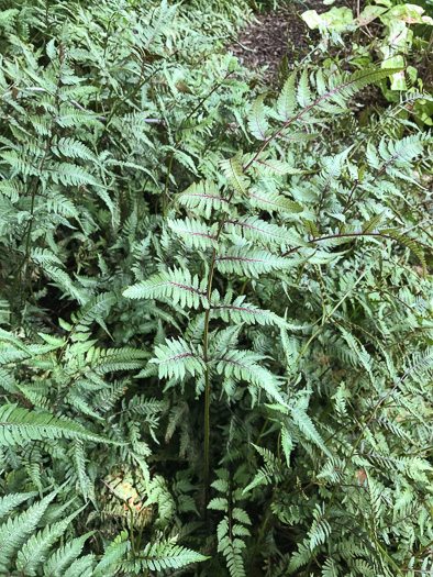 image of Anisocampium niponicum, Japanese Painted Fern