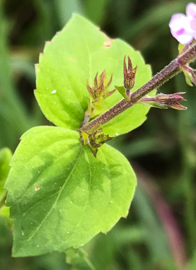 image of Mosla dianthera, Miniature Beefsteak-plant, Mosla