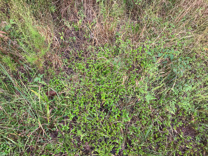 image of Mosla dianthera, Miniature Beefsteak-plant, Mosla